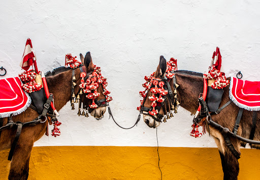 Olivenza preparada para celebrar la 31 edición de la Feria del Toro con actividades alternativas al aire libre.
