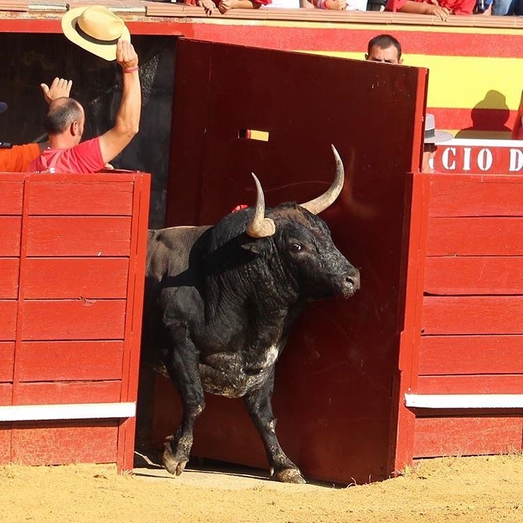 Su Majestad, EL TORO