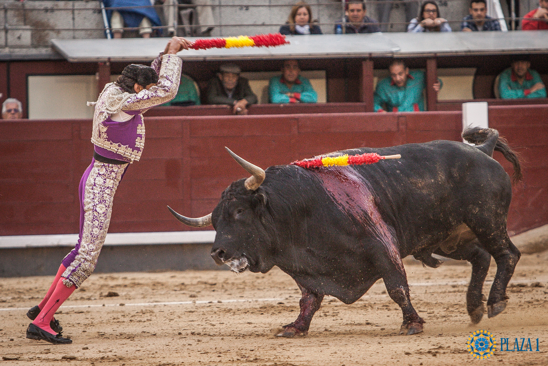David Adalid @davidadalid1 pareando a un toro de Dolores Aguirre