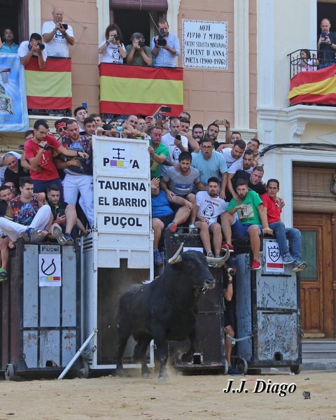 Por favor dejen de embestir: Els bous son un sentiment