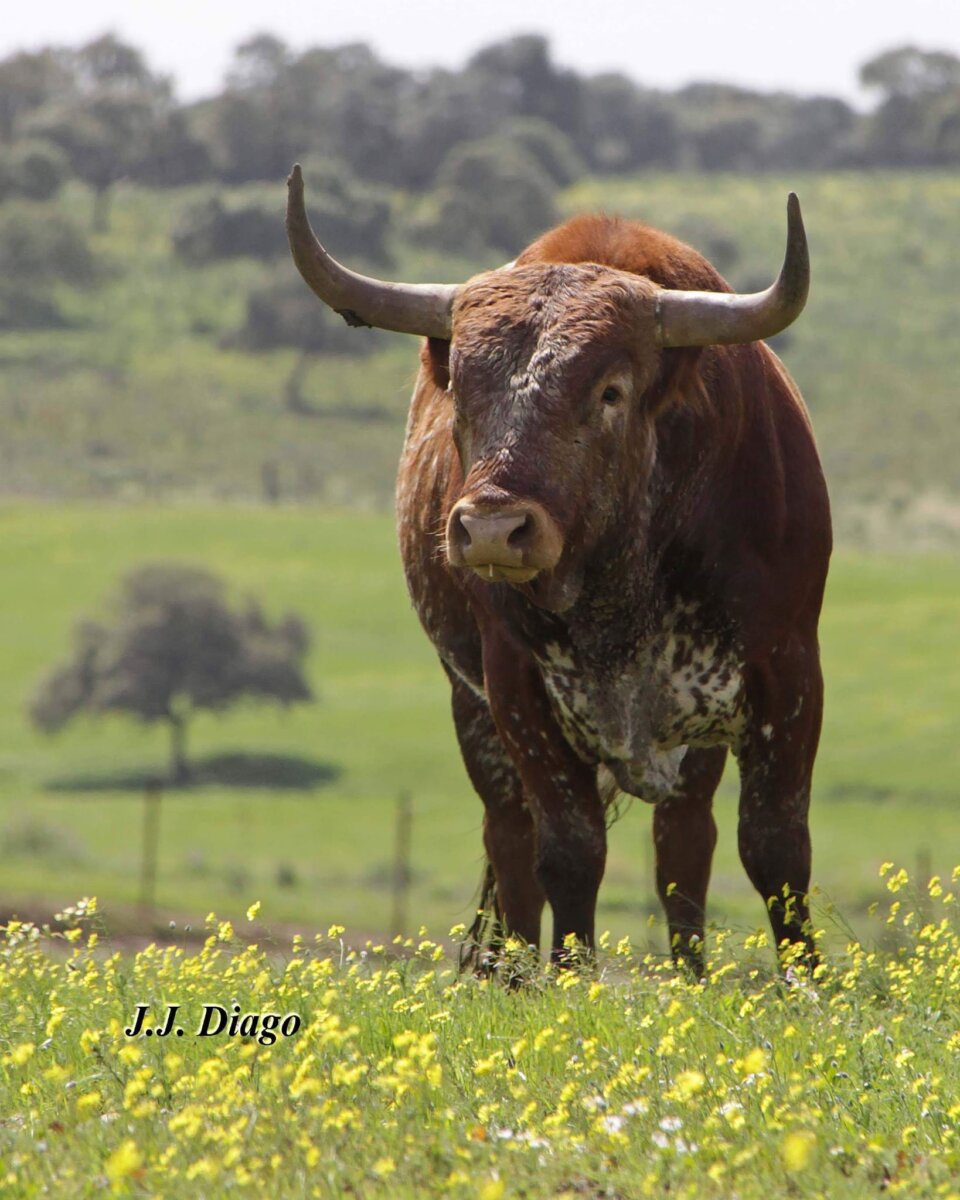 El fotógrafo J.J.DIAGO publica el libro “Miura, a corazón abierto”