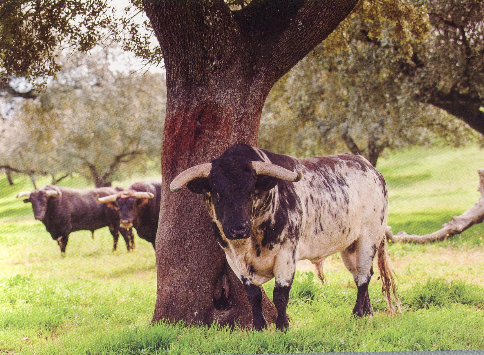 Opinión: Toros, nieve y tercera ola.