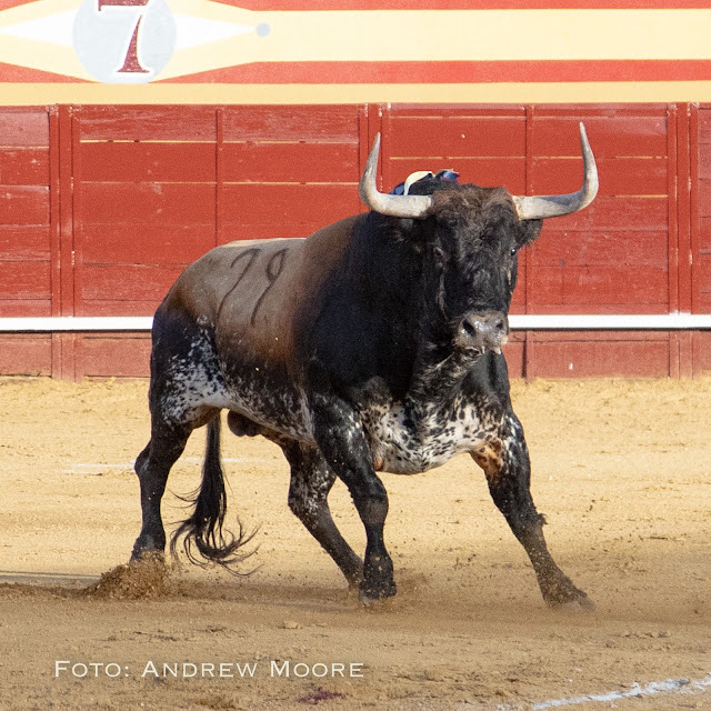 Viva el orgullo «Torista»