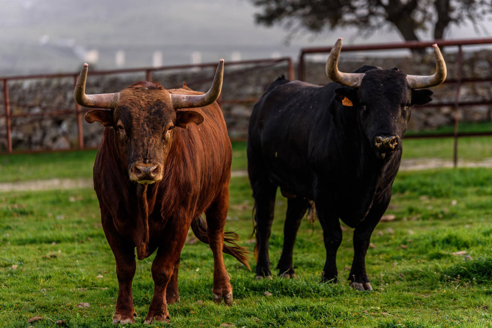 Alerta en el campo bravo: el censo confirma que faltan toros para lidiar en 2023