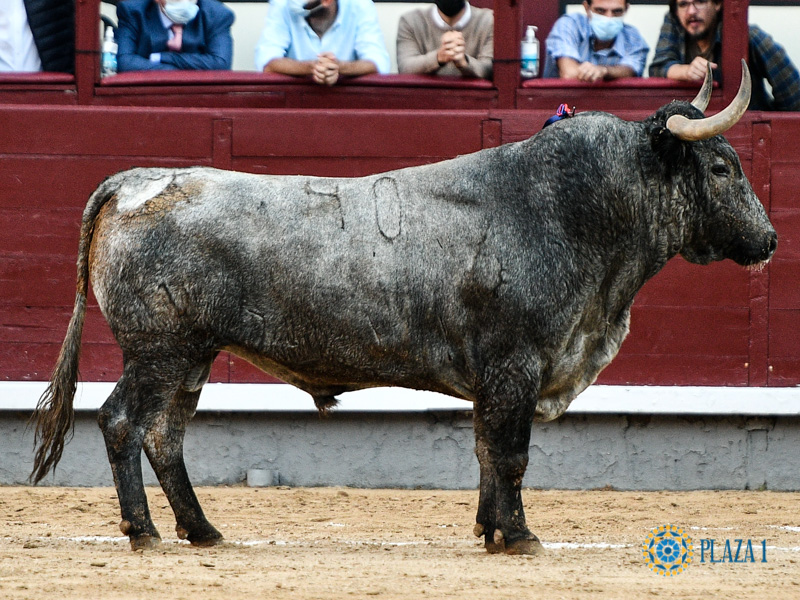 La crónica de Pla Ventura. Madrid. Presencia sin esencia de Victorino