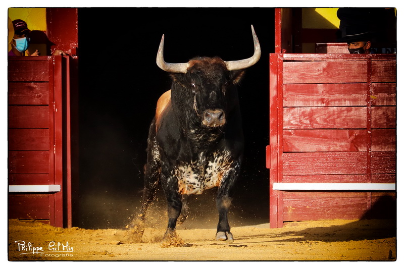 Su Majestad EL TORO según Cenicientos