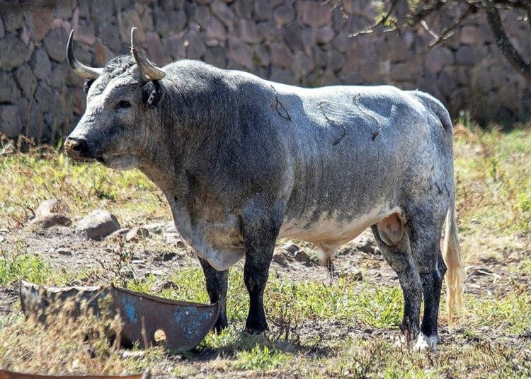 Los toros de Los Encinos para El Juli y Ferrera en Juriquilla