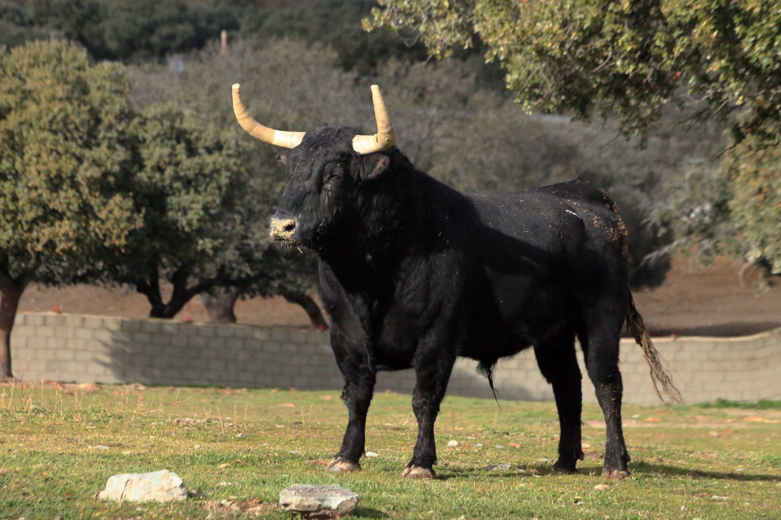 Los imponentes toros que El Pilar lidiará el Domingo de Resurrección y en San Isidro en Las Ventas