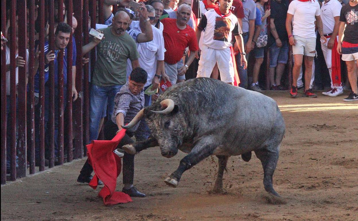 ‘Taleguillo’, santacoloma del ganadero José Luís Bertol corrido en Coria en 2019
