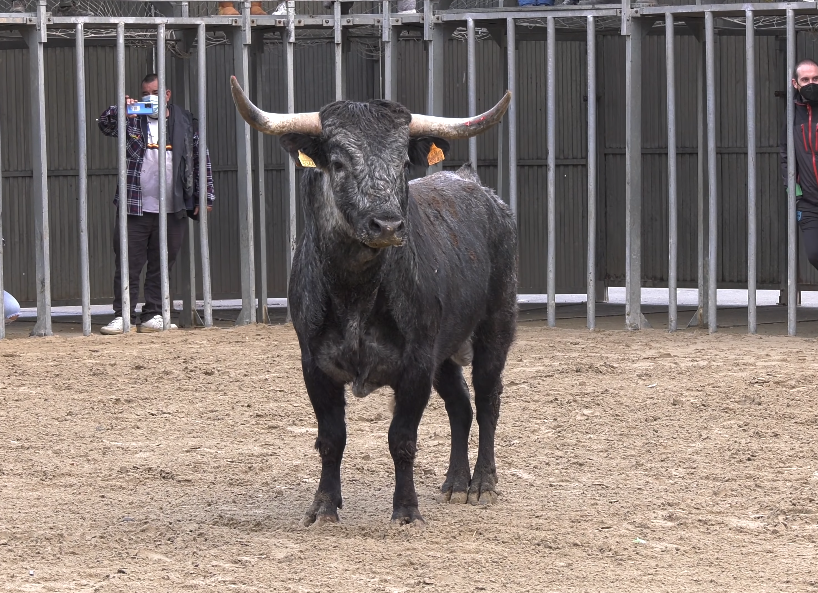 BENICÀSSIM  SUELTA DE 8 TOROS  San Antonio Abad y Santa Águeda 2022