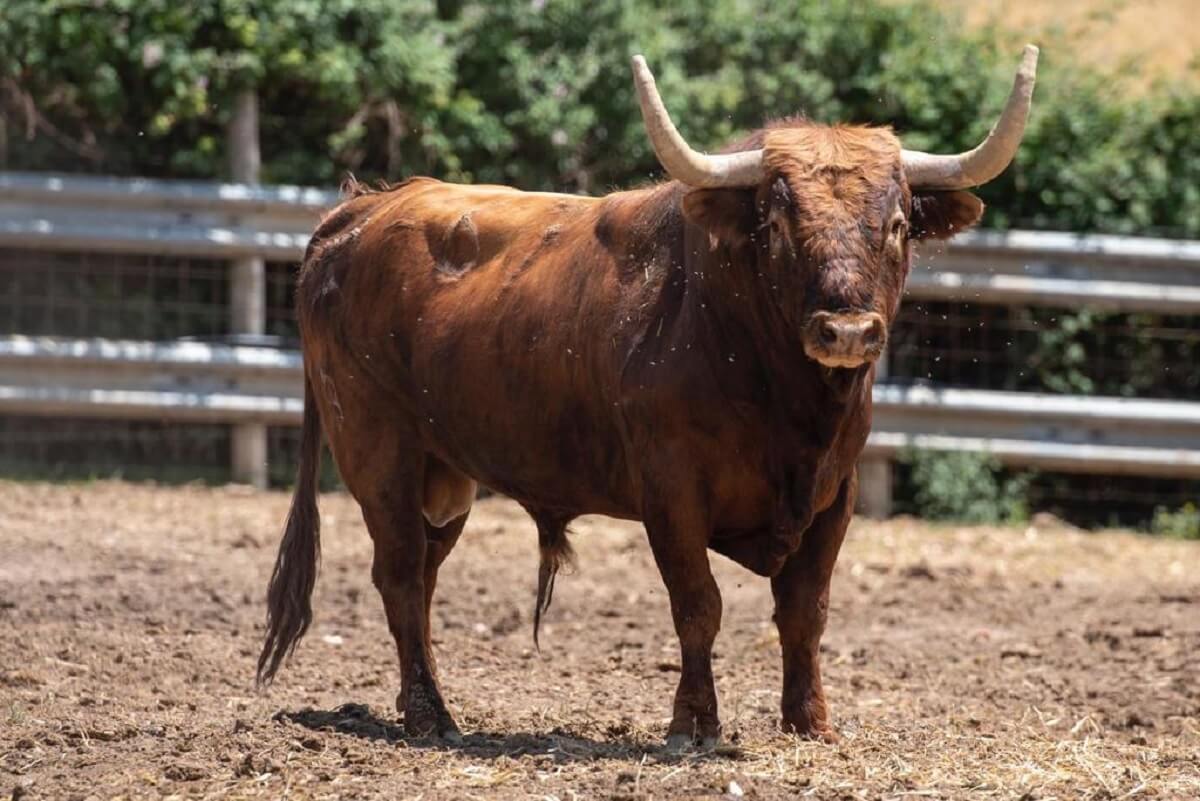 Reta de Casta Navarra tiene otra impresionante corrida para 2022