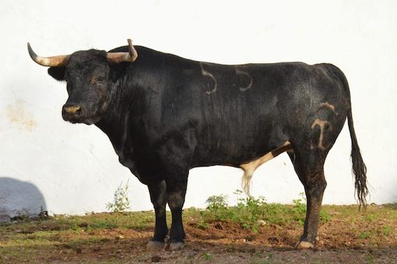 Toros de Xajay que serán lidiados en Mérida, Yucatán