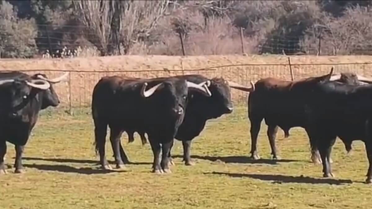 Vídeo con las impresionantes caras de una corrida de Samuel Flores que será lidiada en el Valle del Tiétar