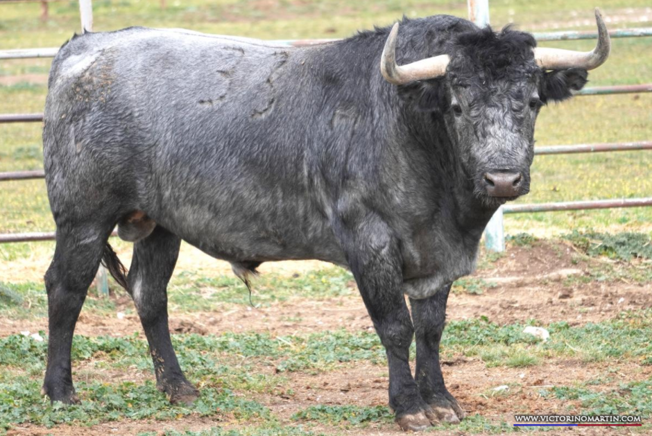 Los toros de Victorino Martín que abren la Feria de Fallas