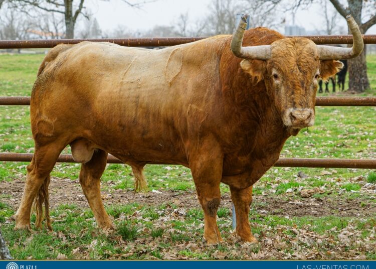 Todos los imponentes toros para la encerrona de Emilio de Justo en Madrid