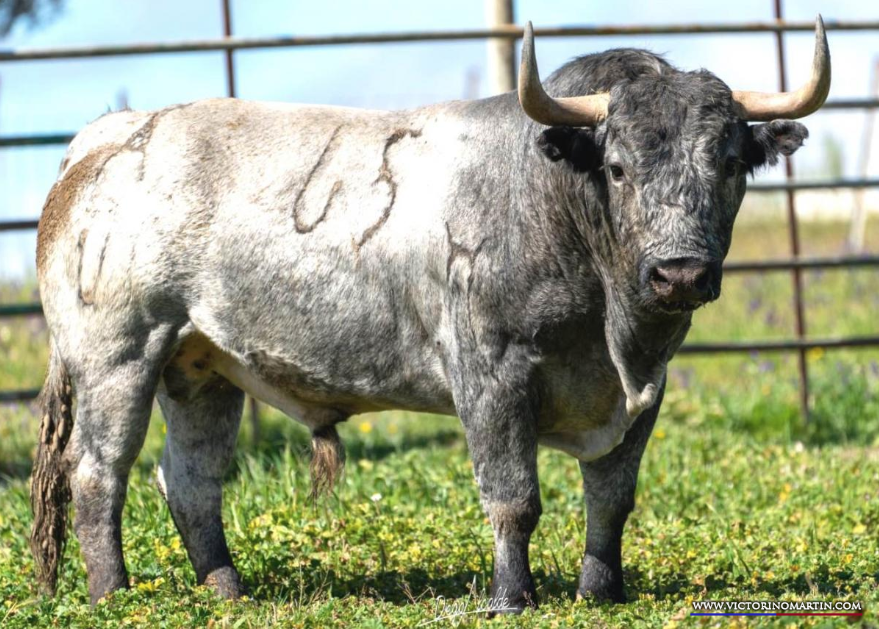 Los toros de Victorino Martín para el mano a mano de Sevilla
