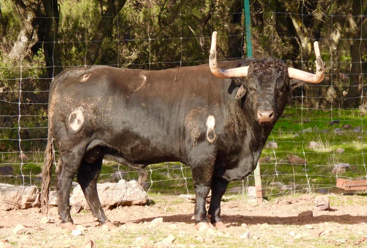 Los impresionantes toros de Samuel Flores para su regreso a Madrid