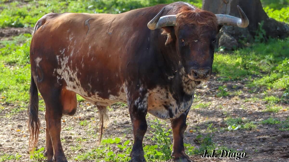 Los toros de Santiago Domecq que abrirán la Feria de Abril hoy miércoles en La Maestranza