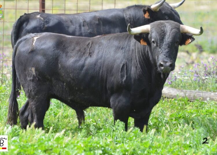 Así está el campo bravo: menos toros y más caros. – DE SOL Y SOMBRA