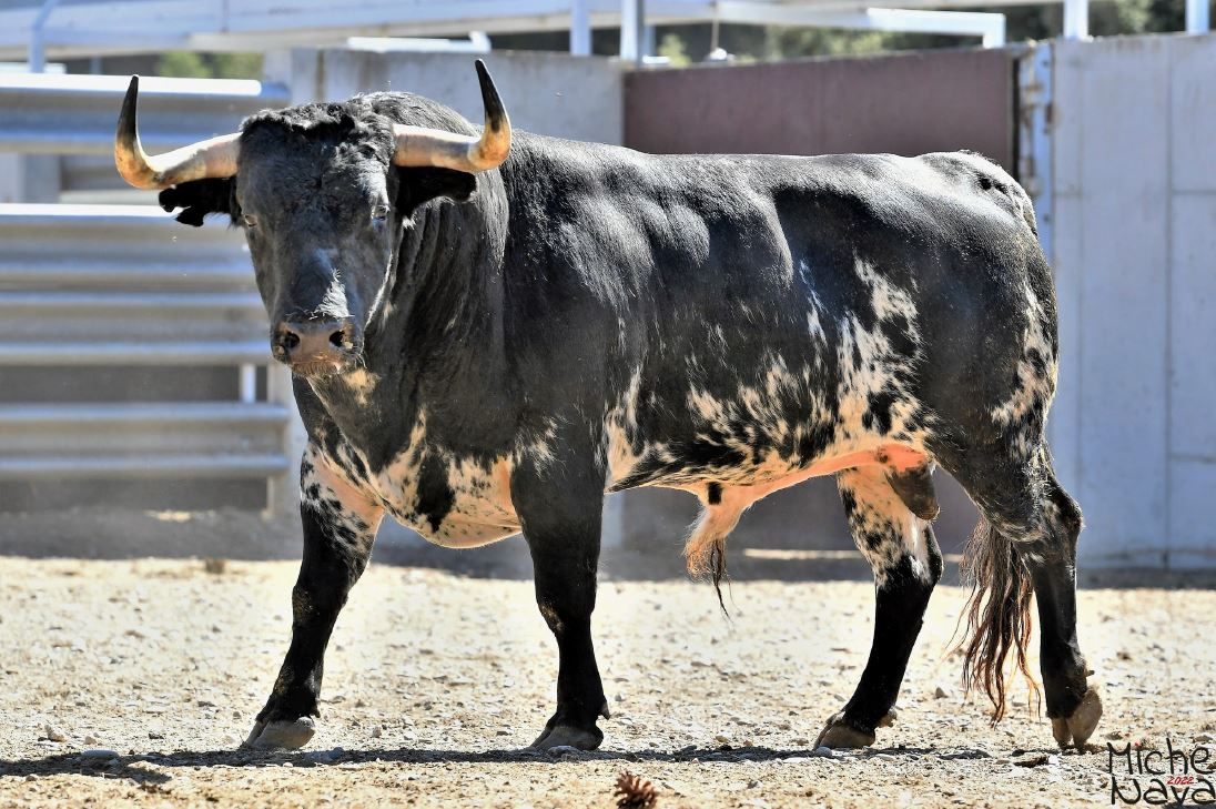 Los toros para la Feria de Istres