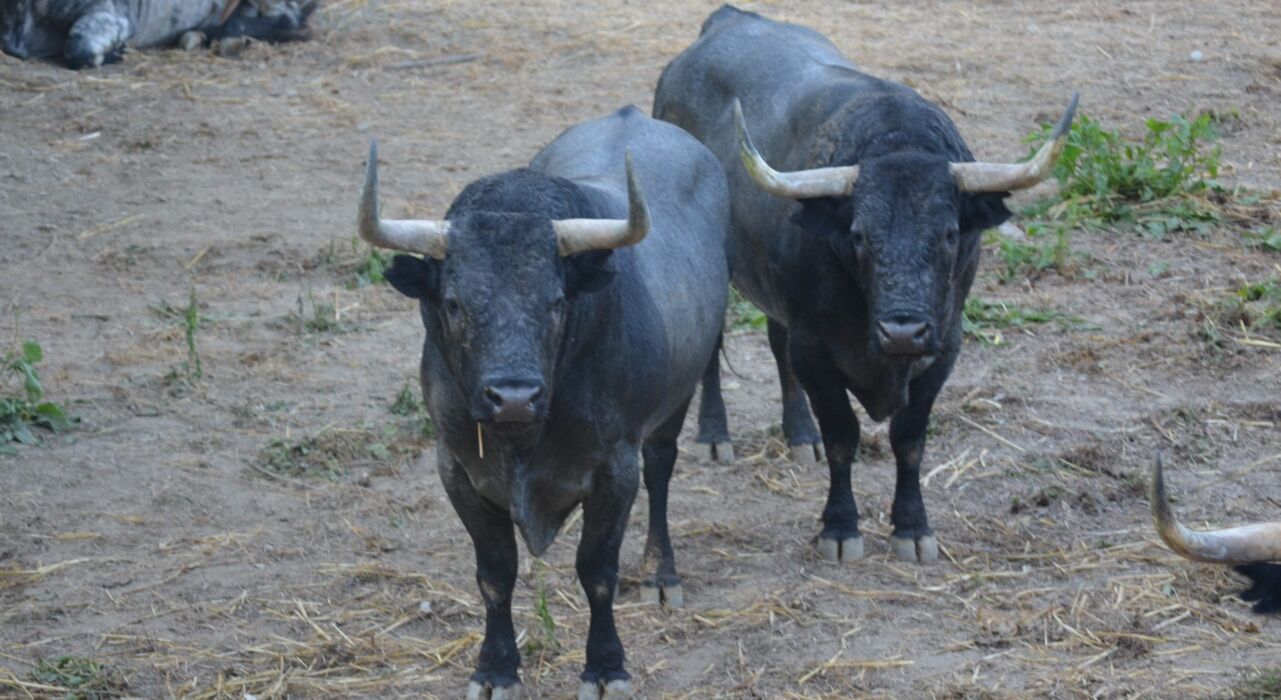 Los impresionantes toros de José Escolar, ya en los Corrales del Gas