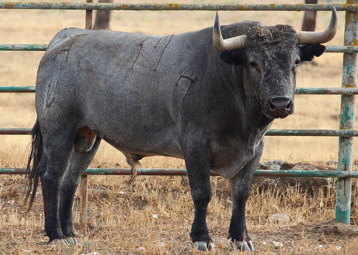 2025 y el precio del toro bravo: ¿Cuánto cuesta un ‘victorino’, un ‘cebada’ o un ‘miura’?