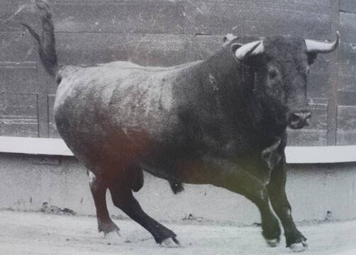 Victorino Martín, cuarenta años del único indulto en Las Ventas: «Sabíamos que estábamos haciendo historia»