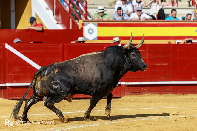 Los carteles de Cenicientos serán presentados oficialmente este domingo