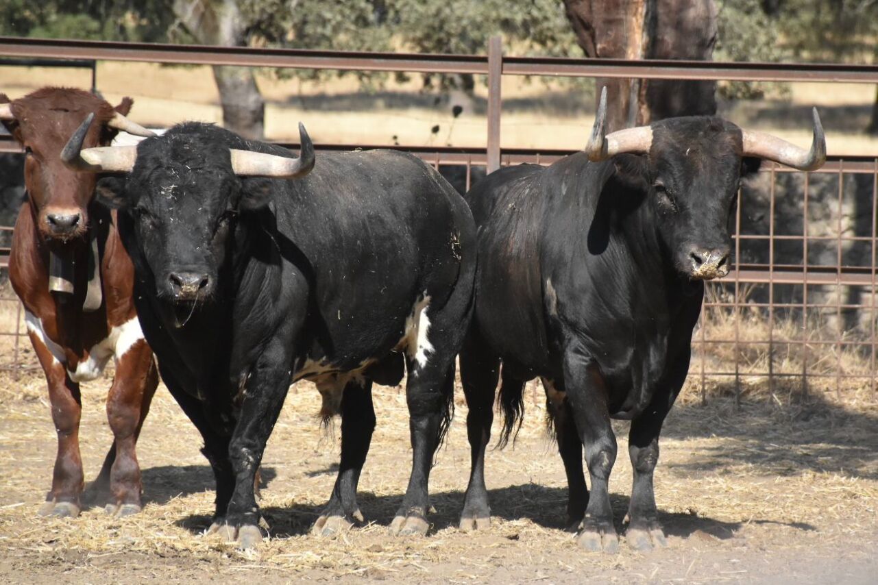 Embarcados los torazos de Dolores Aguirre para Ceret