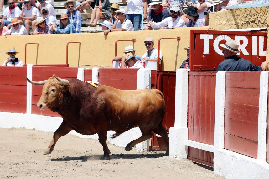 Bravura, casta y trapío en una interesante feria de Céret 2022