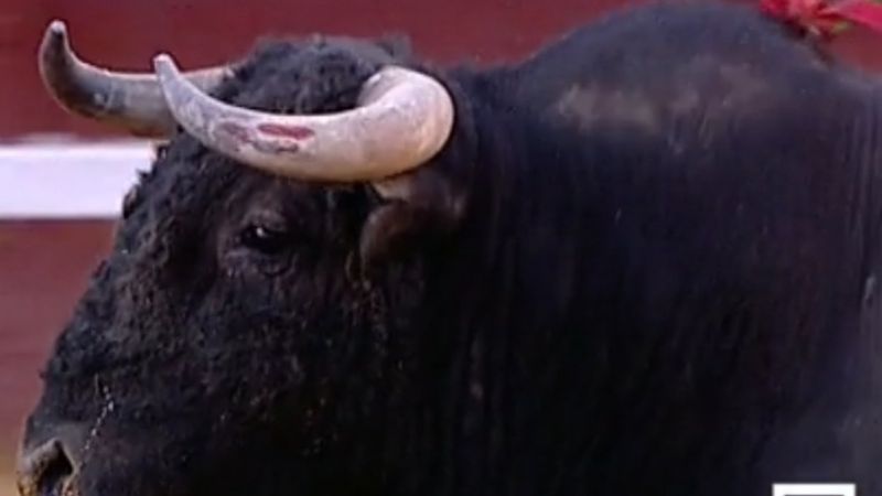 Por qué seguir con engaños:el toreo pierde su sentido si se torean toros manipulados