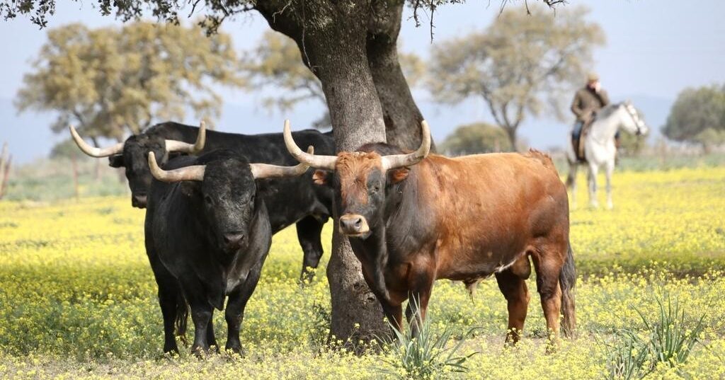 Los toros de Miura para Dax