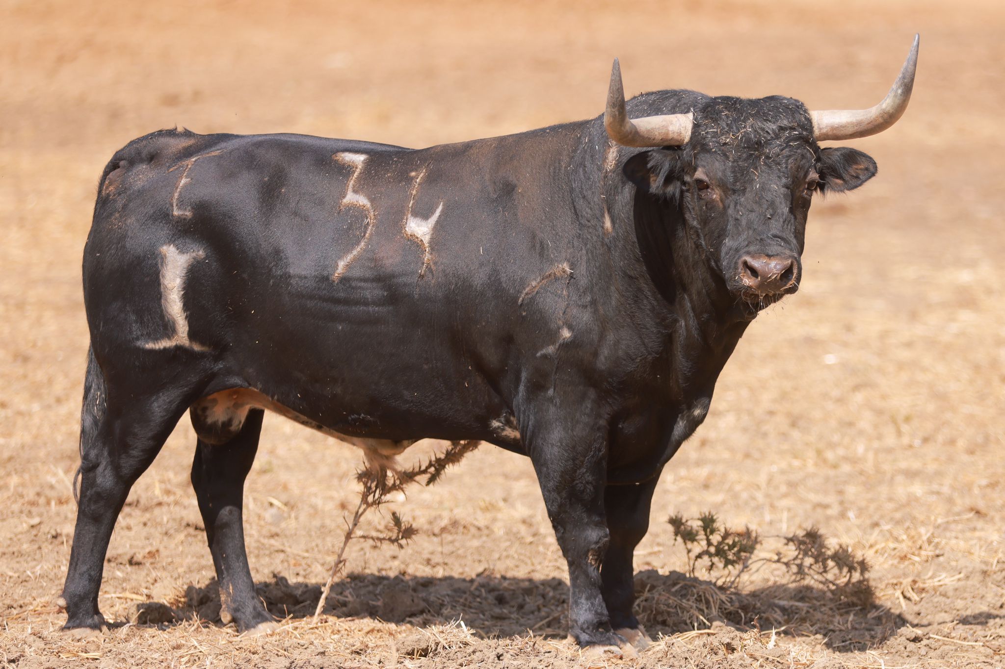 Los toros de José Luis Cochicho para la corrida mixta de Nazaré