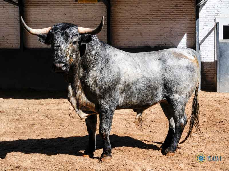 DEFENDER LA TAUROMAQUIA:El triunfo es que se llene una plaza con el TORO y con público que exija y que NO transija con el medio toro