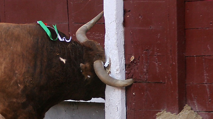 Al diablo con los “boniteros” que quieren ver una corrida bonita en lugar de una corrida brava, con toros que peleen, que tengan sensación de peligro