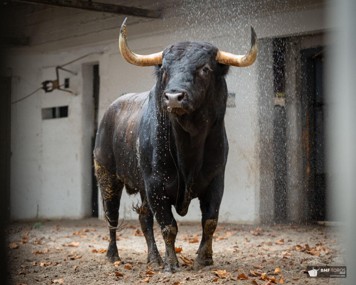 Desembarcados en Bilbao los toros de Bohórquez, Dolores Aguirre y los novillos de José Cruz