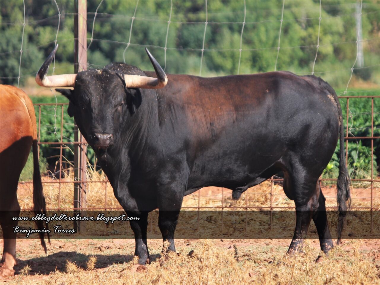 Los TOROS reseñados para la Corrida Concurso de Cenicientos