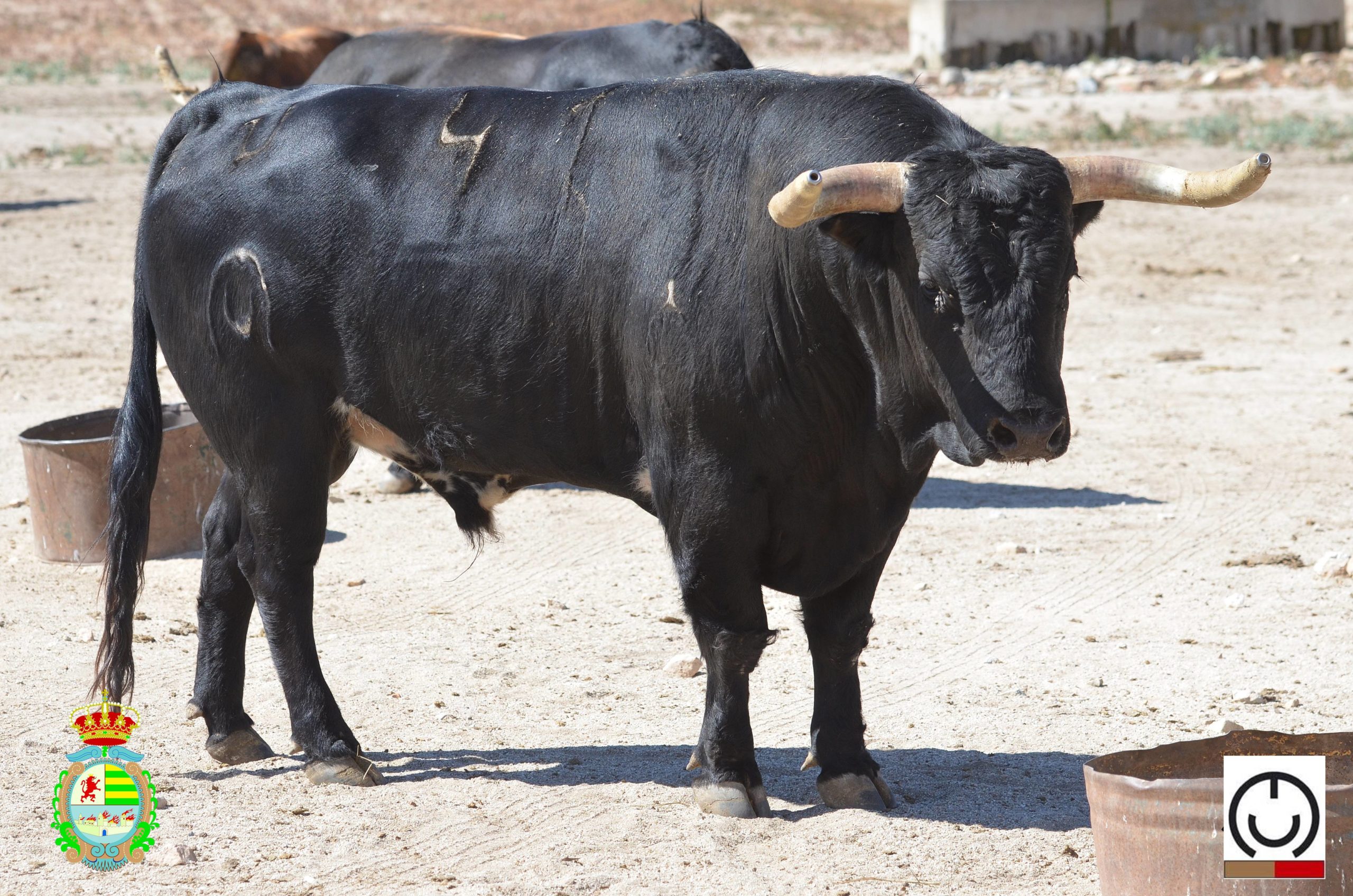 Villaseca de la Sagra: Novillos de «Conde de Mayalde» para el «Alfarero de Oro 2022»