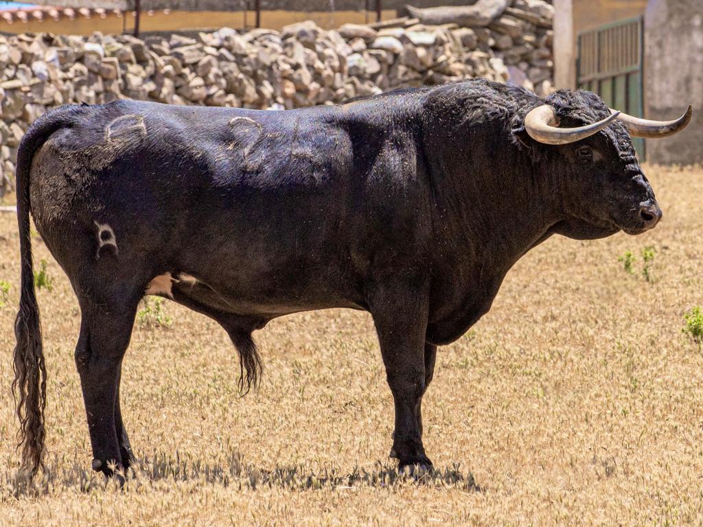 Los toros para la encerrona de Diego Ventura en Mérida