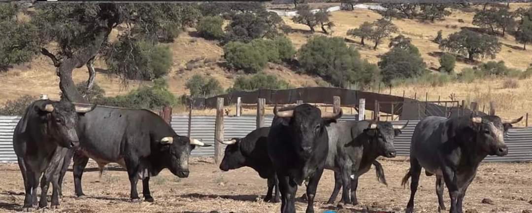 LOS SALTILLOS PARA LA FERIA DEL ARROZ DE CALASPARRA