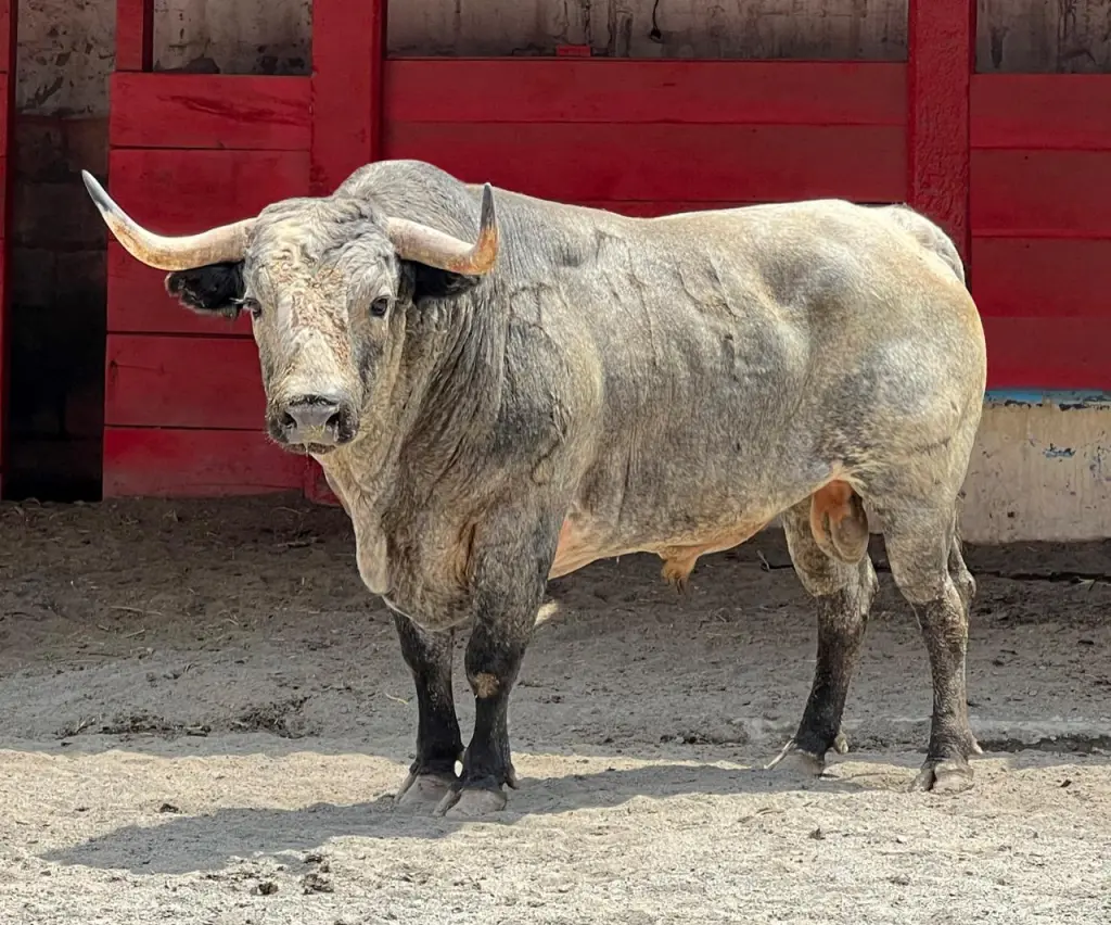 Monterrey: Reseñados los toros de San Miguel de Mimiahuapam para el Aniversario 85 de la Monumental.