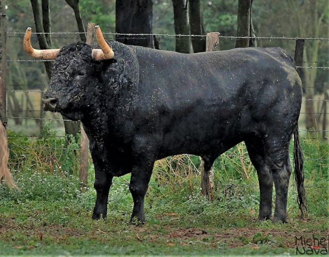 Los toros de Cura de Valverde para Istres