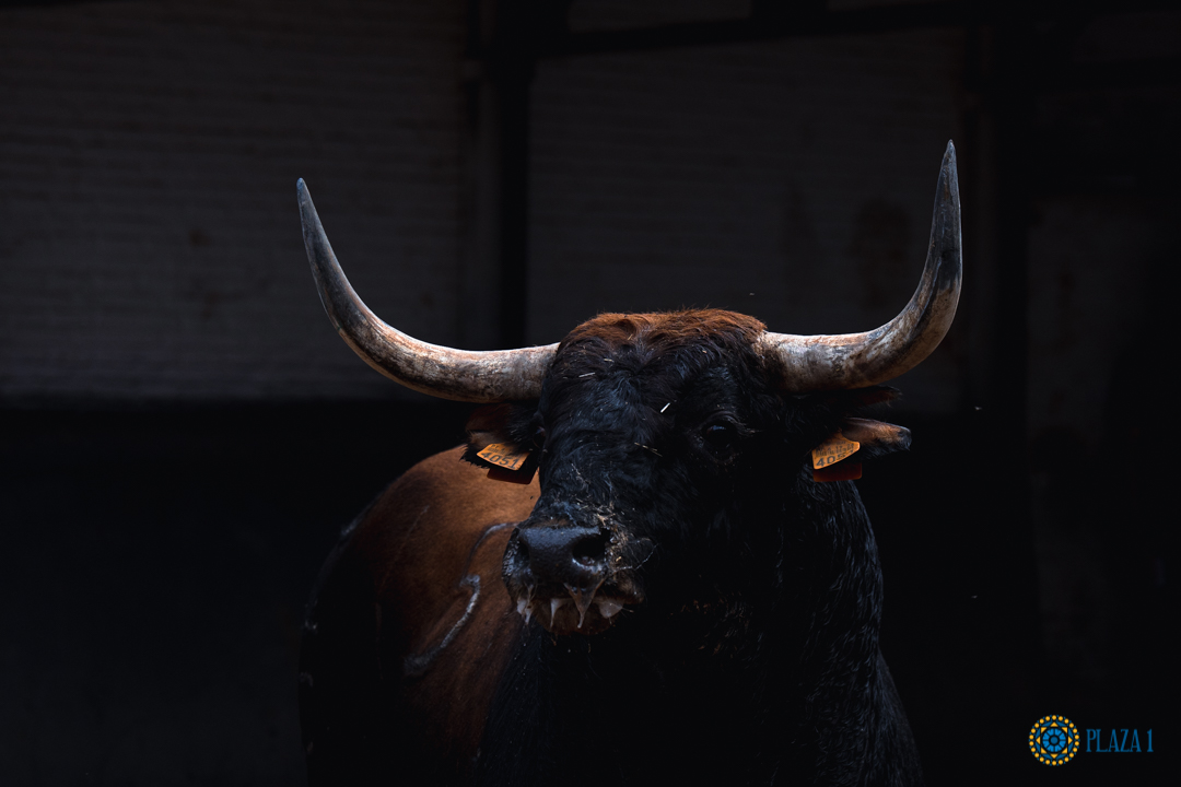 Desembarcados en Las Ventas los toros de Escolar y Hoyo de la Gitana