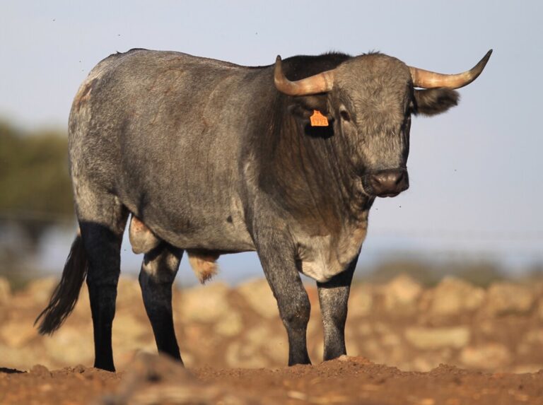 Los novillos del Zapato de Oro de Arnedo
