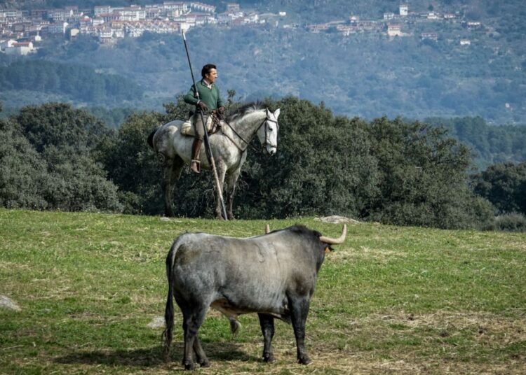 El Fundi: ‘Arles es muy especial para mí, llevamos una corrida que puede dar espectáculo’
