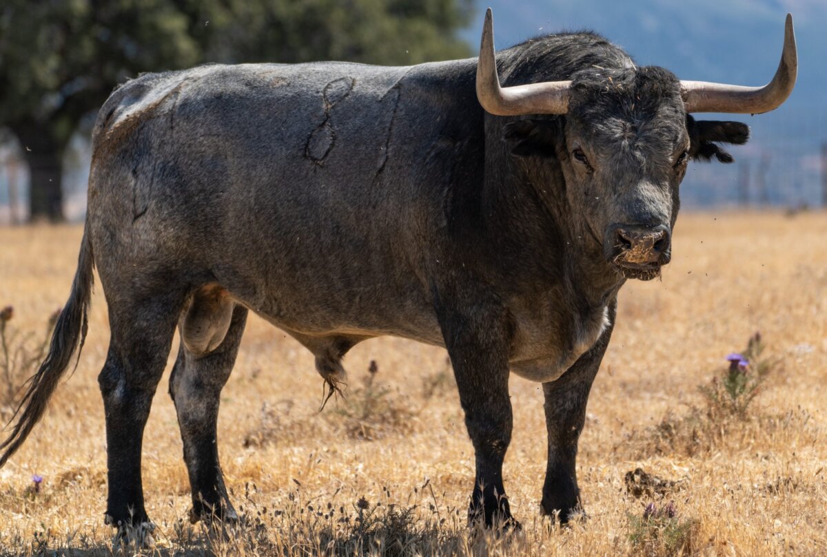 Imponente corrida de Victorino Martín para Albacete