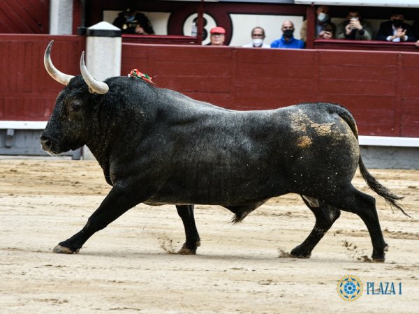 Pla Ventura: Las corridas duras