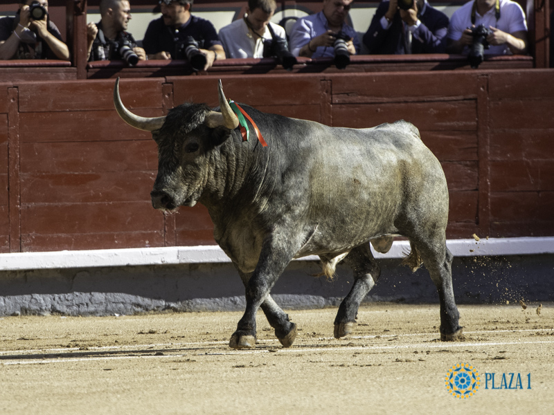EXIGIR EL TORO NO ES DELITO
