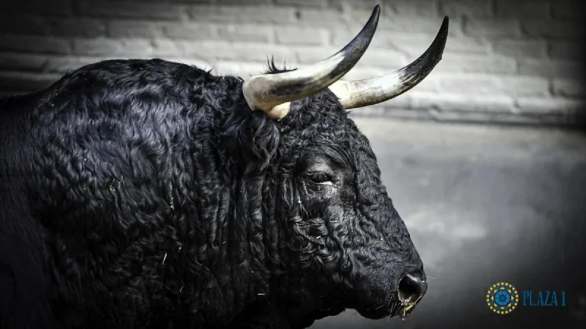 A Fuente Ymbro aún le quedan toros: lidiará una novillada y un festival más en un año de casi 40 corridas y novilladas
