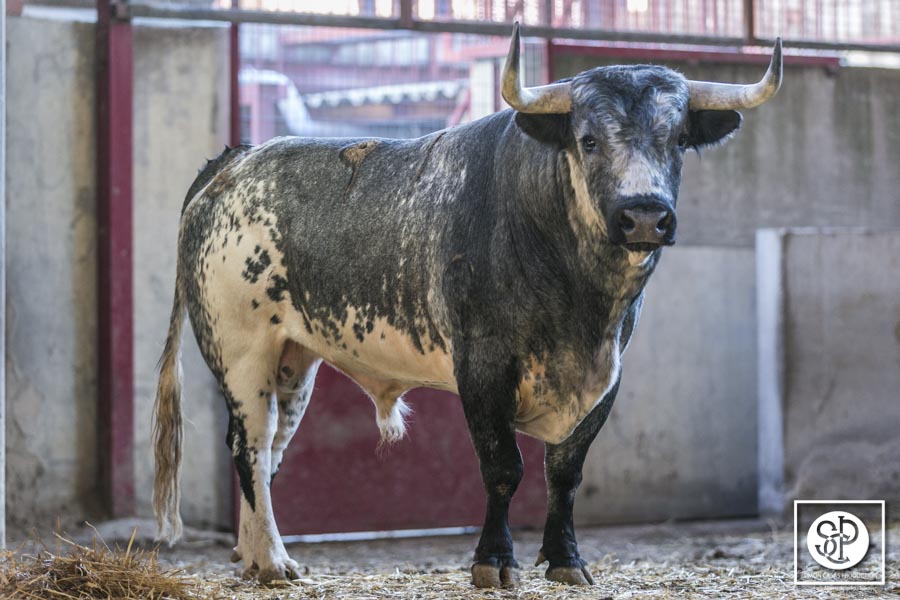 La Quinta debutará con corrida de toros en Sevilla 2023
